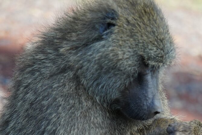 Day Tour To Lake Nakuru Park With Optional Boat Ride on Lake Naivasha - The return to Nairobi at about 6:00 pm