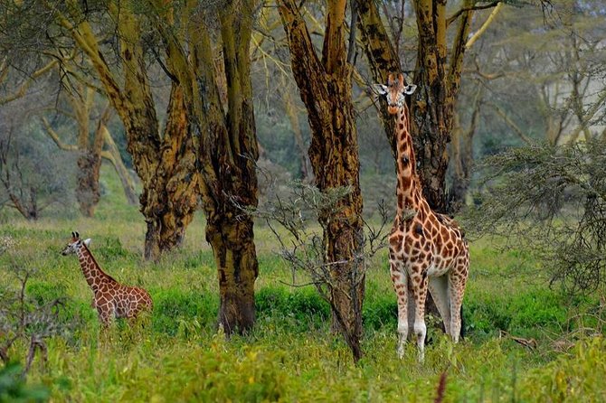 Day Tour To Lake Nakuru Park With Optional Boat Ride on Lake Naivasha - The 6:00 am departure from Nairobi