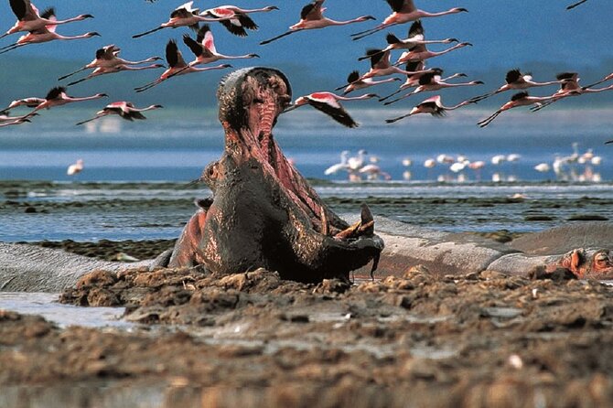 Day Tour to Lake Nakuru with optional boat ride in Lake Naivasha - Key points to know before booking
