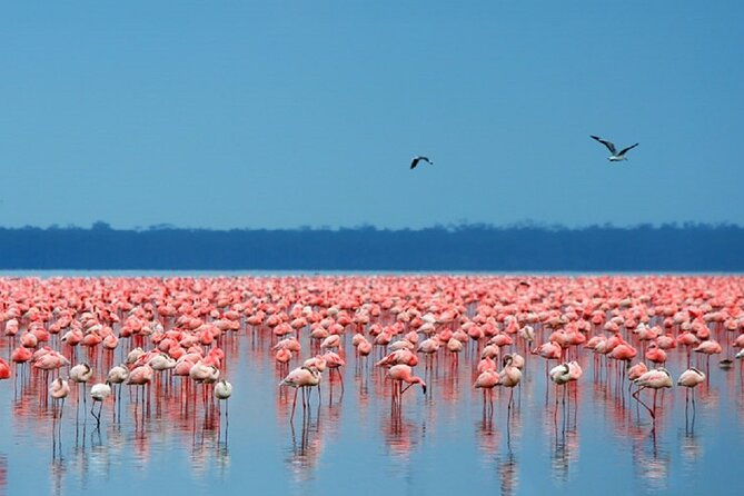 Day Tour to Lake Nakuru with optional boat ride in Lake Naivasha - Three hours inside Lake Nakuru National Park