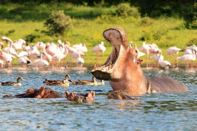 Day Tour to Lake Nakuru with optional boat ride in Lake Naivasha - How the $274 price works for a private day