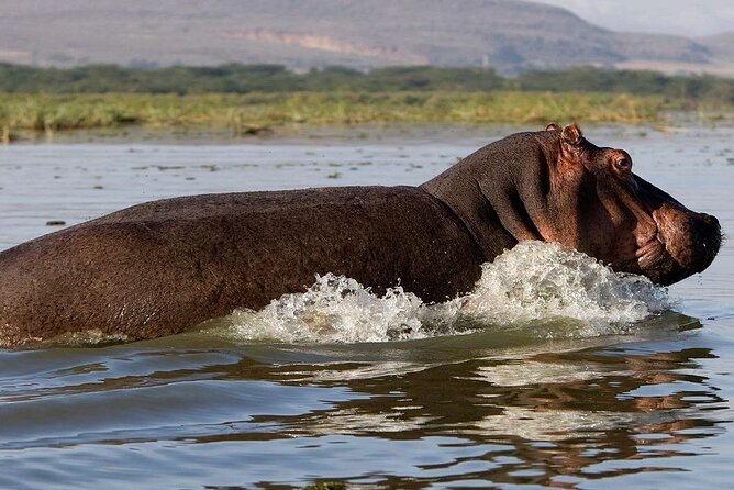 Day Tour to Lake Nakuru with optional boat ride in Lake Naivasha - The flamingo question at Lake Nakuru