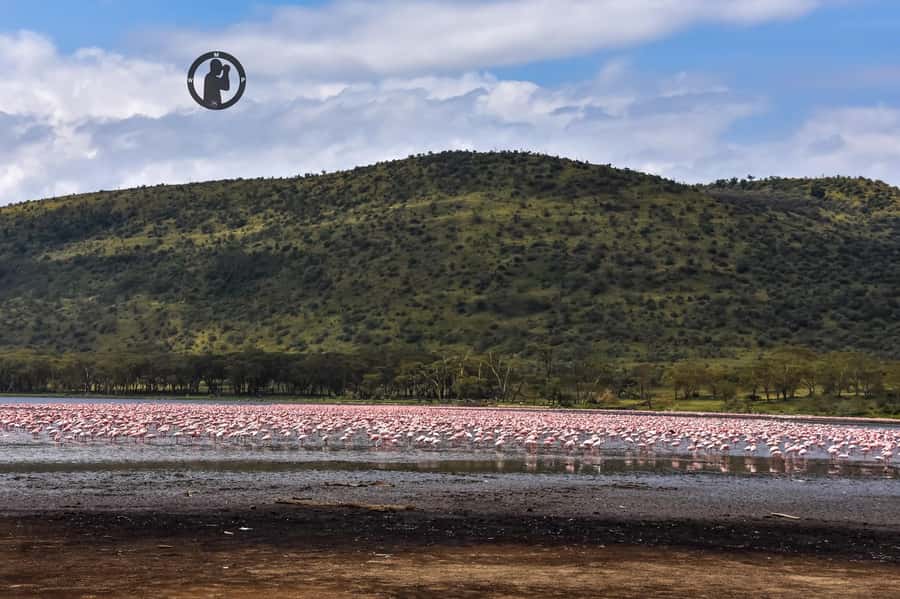 Day Tour To Lake Nakuru With Optional Boat Ride In Naivasha - Three hours inside Lake Nakuru National Park