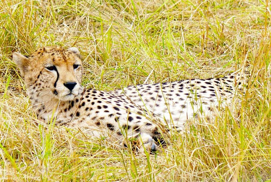Day Tour to Maasai Mara & optional Maasai village visit - Why this Maasai Mara day trip works