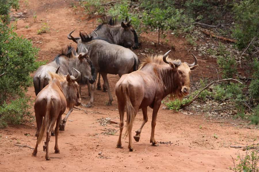 Day Tour to Maasai Mara & optional Maasai village visit - The 1pm picnic lunch beneath the trees