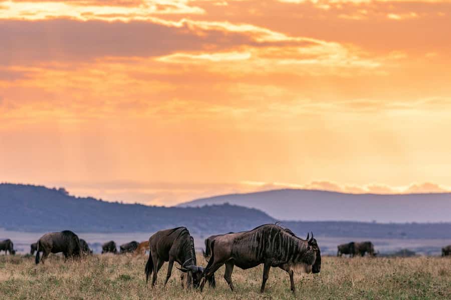 Day Tour to Maasai Mara & optional Maasai village visit - The long return to Nairobi