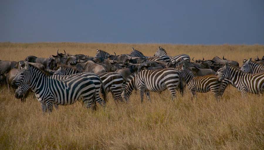 Day Tour to Maasai Mara & optional Maasai village visit - Is $230 a good value?