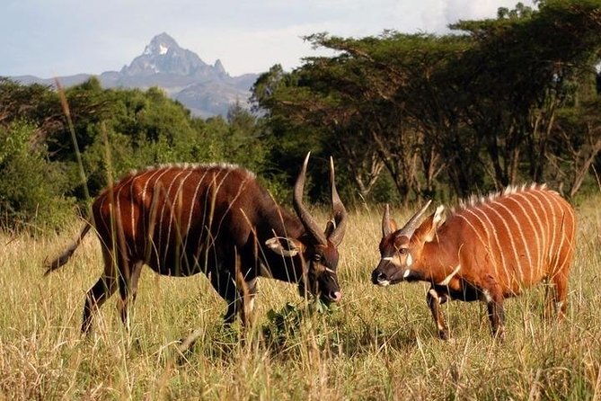 Day Tour To Mt Kenya - The road to Met Station at 3,095 meters
