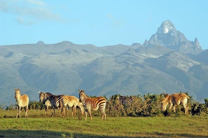 Day Tour To Mt Kenya - The descent through forest tracks