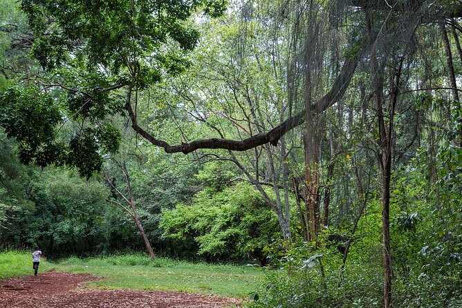 Day Tour to Nairobi Arboretum and Nairobi National Museum - Why pair a forest walk with a museum visit?