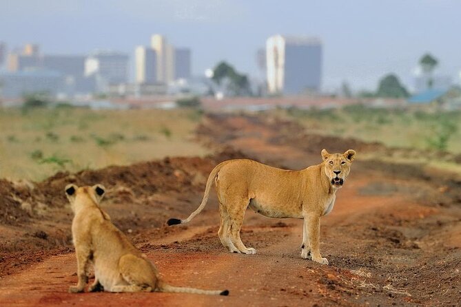 Day Tour to Nairobi National Park and Giraffe Center - The 6:30 a.m. Pickup and Pop-Up Roof Vehicle