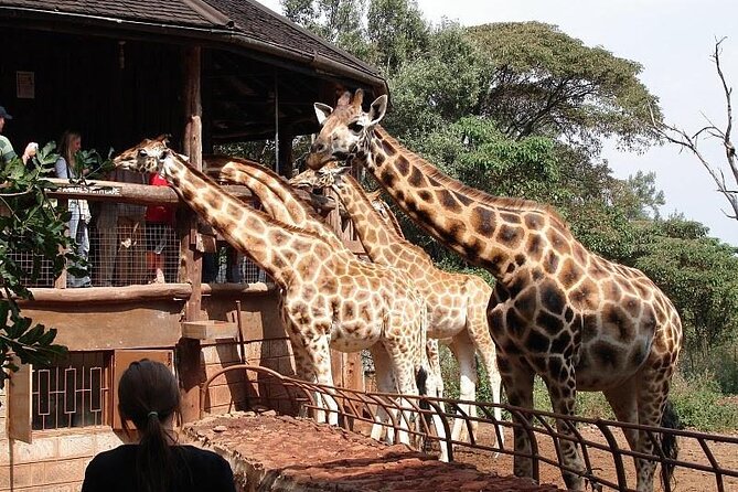 Day Tour to Nairobi National Park and Giraffe Center - Practical Details That Shape the Day