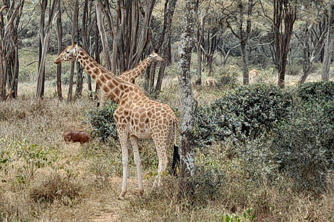 Day Tour to Nairobi national park, Elephants, and Giraffe Center - Three wildlife stops packed into one Nairobi morning