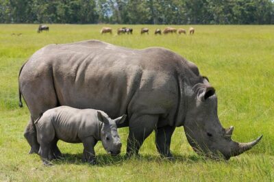 Day Tour to Nairobi national park, Elephants, and Giraffe Center