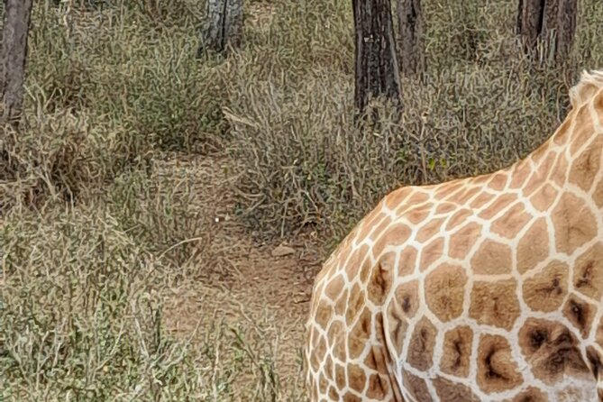 Day Tour to Nairobi national park, Elephants, and Giraffe Center - The driver can shape the whole experience