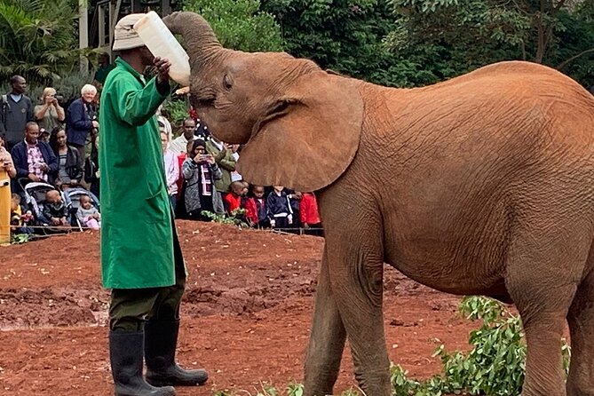 Day Tour to Nairobi national park, Elephants, and Giraffe Center - Who should book this Nairobi wildlife day