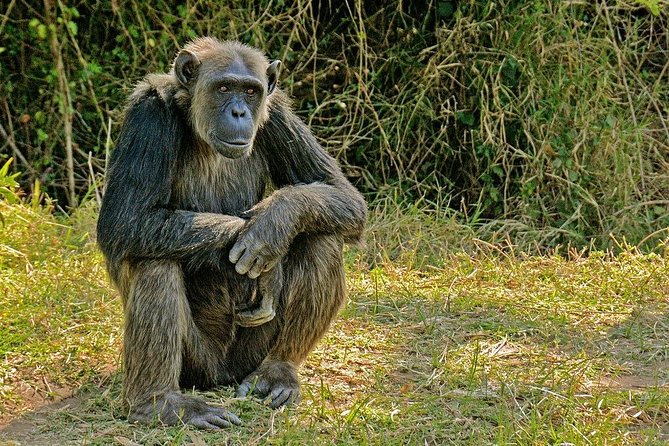 Day Tour to Ol Pejeta Conservancy - What wildlife can you realistically see?