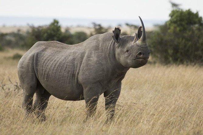 Day Tour to Ol Pejeta Conservancy - The guides make or break the long day