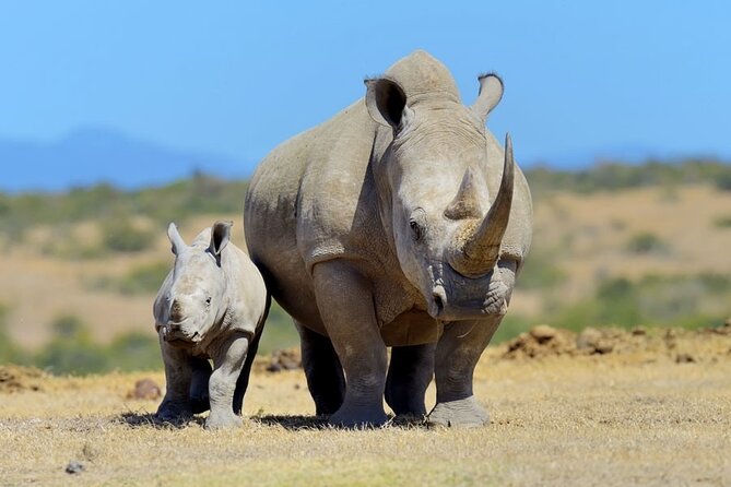 Day Tour to Olpajeta Conservancy from Nairobi With 4<em>4 Vehicle – Key points to know before booking’ /></p>
<ul>
<li><strong>The drive begins at 6am:</strong> Plan for a full 12-hour day, with roughly seven hours spent on the road to and from Ol Pejeta.</li>
<li><strong>A 4×4 vehicle is included:</strong> The vehicle fee for the conservancy is covered, along with hotel pickup, hotel drop-off, a guide, and bottled water.</li>
<li><strong>The equator stop takes about 30 minutes:</strong> You can pose beside the crossing sign in Nanyuki and mark the moment with photos.</li>
<li><strong>Big Five viewing is the goal:</strong> Ol Pejeta is known for black rhinos and also shelters lions, elephants, leopards, and buffalo.</li>
<li><strong>Rhino visits cost extra:</strong> Conservancy admission and the northern white rhino visit are not included in the advertised price.</li>
<li><strong>The tour is private:</strong> Only your own group participates, which gives you more control than a large shared safari.</li>
</ul>
<h2 id="why-ol-pejeta-makes-a-strong-day-trip-from-nairobi">Why Ol Pejeta makes a strong day trip from Nairobi</h2>
<p><img width="669" height="446" decoding="async" src=