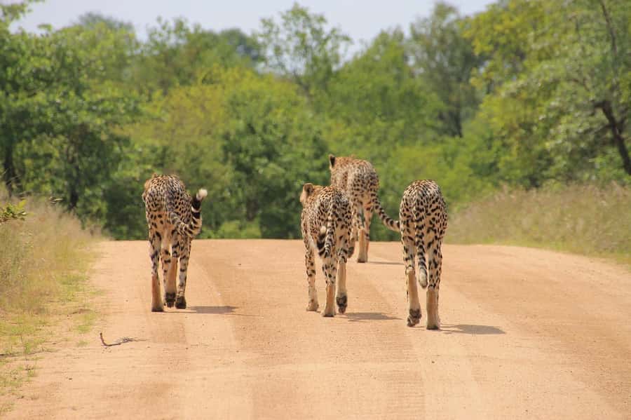 Day tour to Tsavo East National Park from Malindi/ Watamu - Lunch at Voi Wildlife Lodge