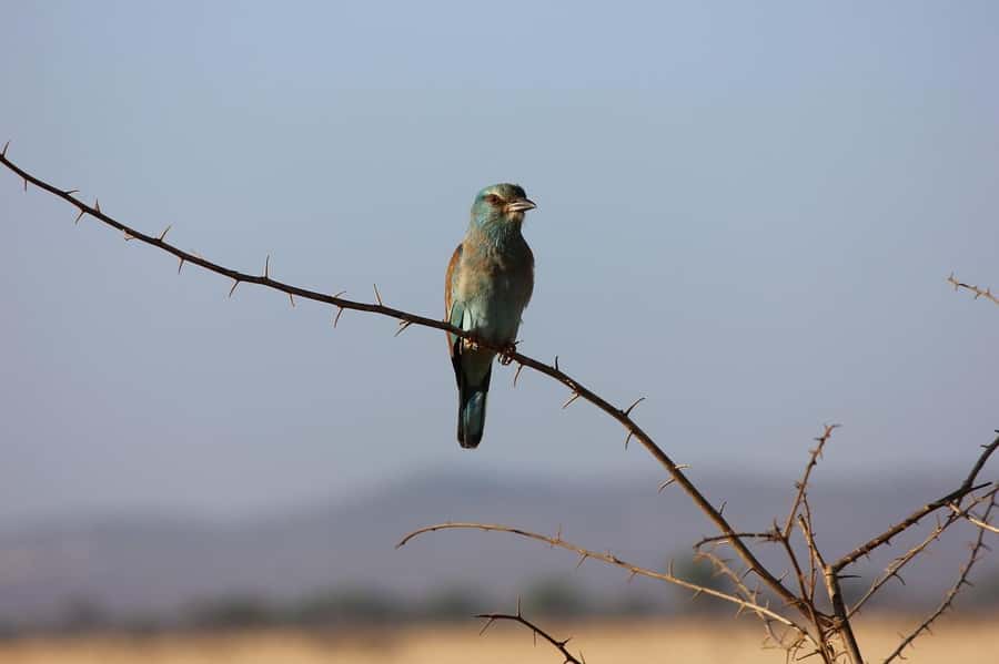 Day tour to Tsavo East National Park from Malindi/ Watamu - The return journey and the real cost of a day