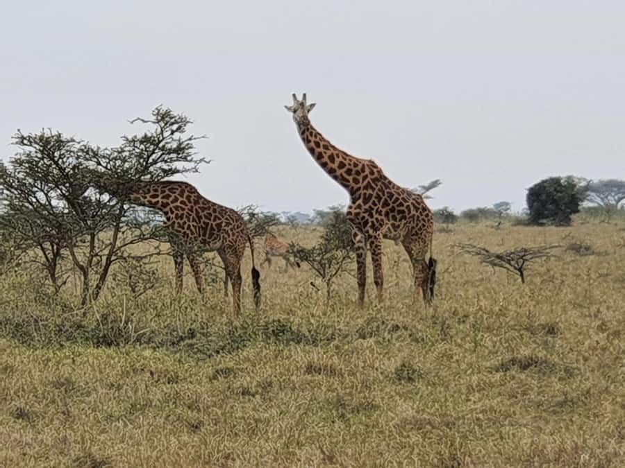 DAY TOUR TO TSAVO EAST NATIONAL PARK FROM MOMBASA/DIANI - Key points to know before you book
