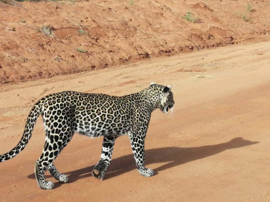 DAY TOUR TO TSAVO EAST NATIONAL PARK FROM MOMBASA/DIANI - Aruba Dam, the safari’s most useful stop