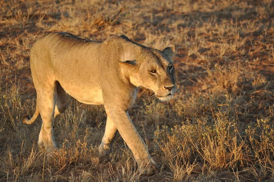 DAY TOUR TO TSAVO EAST NATIONAL PARK FROM MOMBASA/DIANI - The afternoon drive and the long return
