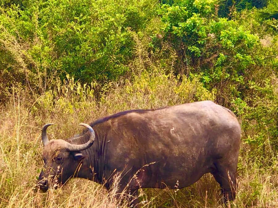 DAY TOUR TO TSAVO EAST NATIONAL PARK FROM MOMBASA/DIANI - Bachuma Gate and the first game drive