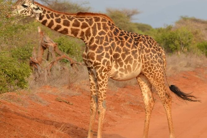 Day Tour to Tsavo East National Park from Mombasa or Diani - Why Tsavo East makes a strong day trip from the coast