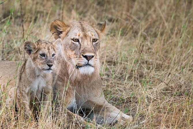 Day Tour to Tsavo East National Park from Mombasa or Diani - Aruba Dam during the dry season