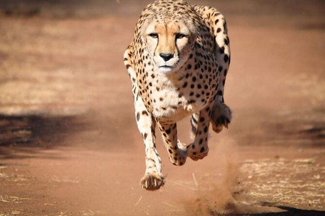 Day Tour to Tsavo East National Park from Mombasa or Diani - The afternoon drive and the return toward Mombasa