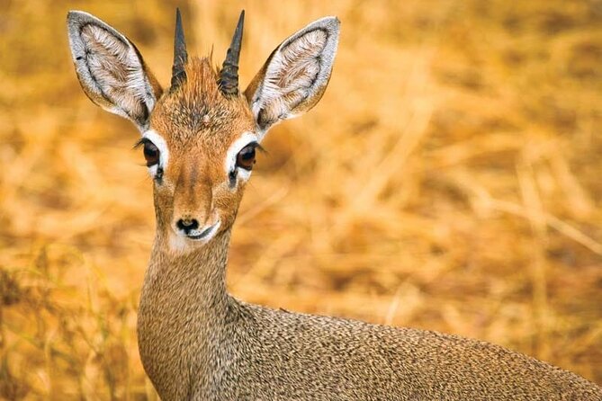 Day Tour to Tsavo East National Park from Mombasa or Diani - The private format and the guide’s role