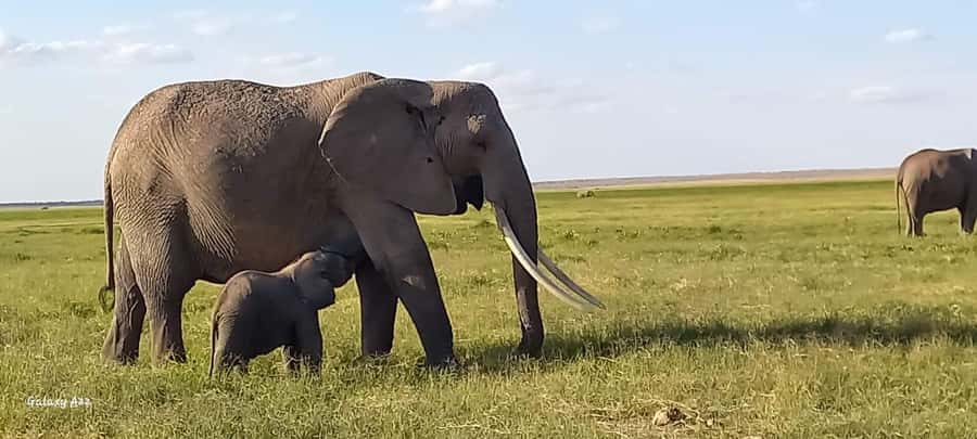 DAY TRIP AMBOSELI NATIONAL PARK FROM NAIROBI BUDGET SAFARI. - Why Amboseli works so well as a day trip from Nairobi