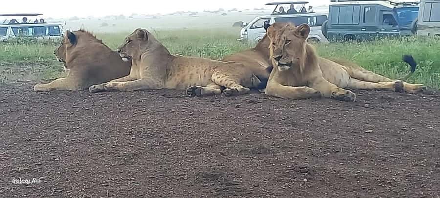 DAY TRIP AMBOSELI NATIONAL PARK FROM NAIROBI BUDGET SAFARI. - The four-hour Amboseli game drive