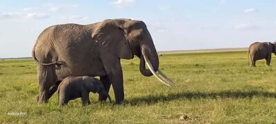 DAY TRIP AMBOSELI NATIONAL PARK FROM NAIROBI BUDGET SAFARI.