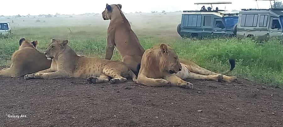 DAY TRIP AMBOSELI NATIONAL PARK FROM NAIROBI BUDGET SAFARI. - Kilimanjaro views and the art of patience