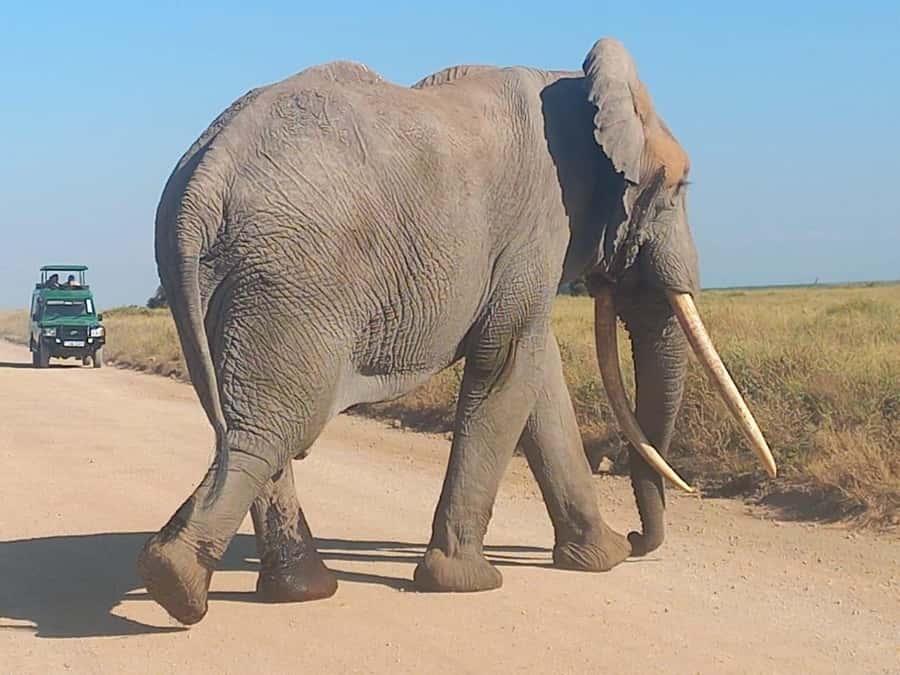 DAY TRIP AMBOSELI NATIONAL PARK FROM NAIROBI BUDGET SAFARI. - The Maasai village visit and what you will see