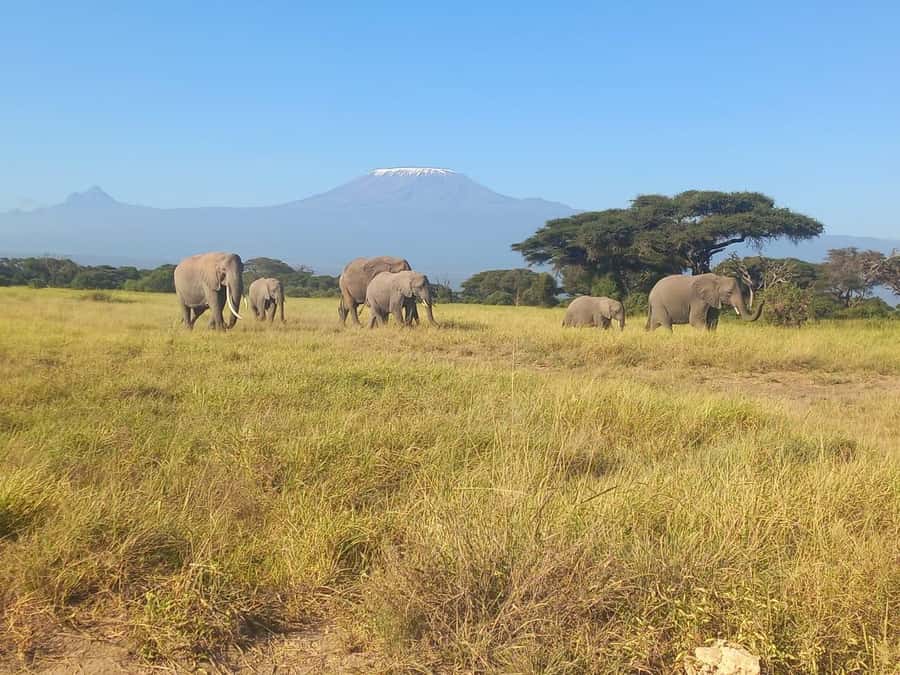 DAY TRIP AMBOSELI NATIONAL PARK FROM NAIROBI BUDGET SAFARI. - The return to Nairobi and the limits of one day