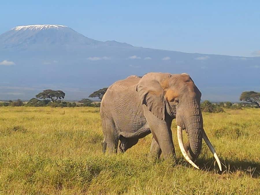 DAY TRIP AMBOSELI NATIONAL PARK FROM NAIROBI BUDGET SAFARI. - Who should book this Amboseli safari?
