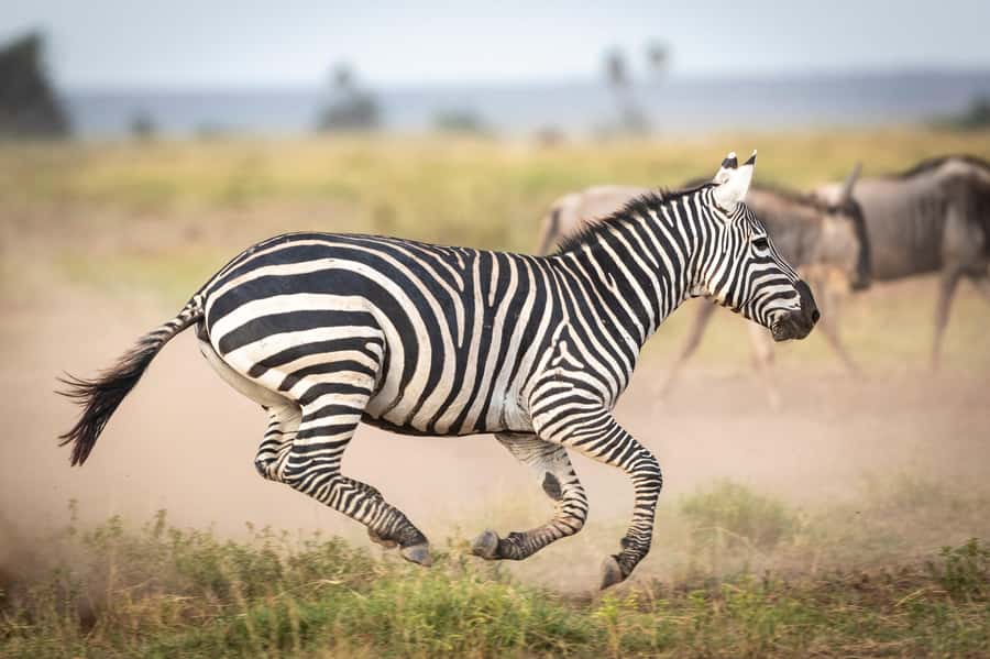 Day Trip: Amboseli National Park & Maasai Village – Nairobi - Key points at a glance