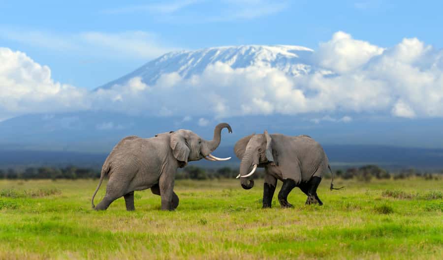 Day Trip: Amboseli National Park & Maasai Village – Nairobi - Why Amboseli makes a strong one-day safari