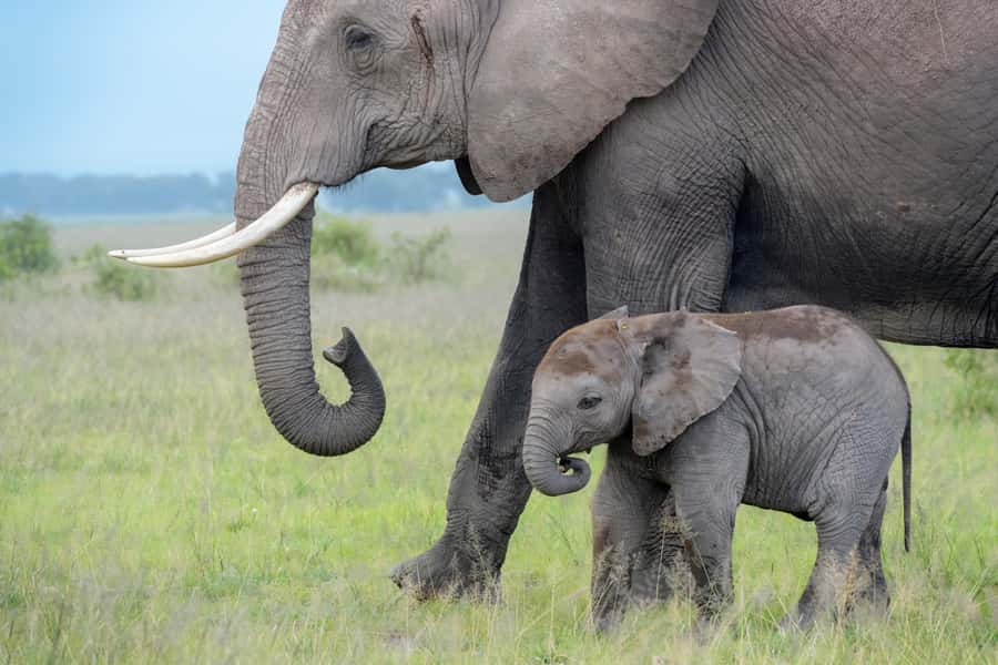 Day Trip: Amboseli National Park & Maasai Village – Nairobi - The five-hour Amboseli game drive