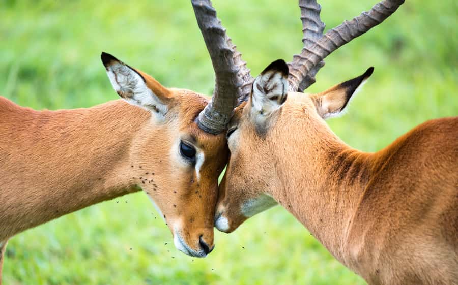 Day Trip: Amboseli National Park & Maasai Village – Nairobi - The return to Nairobi
