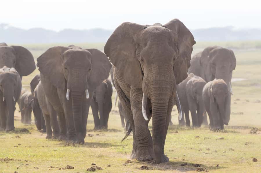 Day Trip: Amboseli National Park & Maasai Village – Nairobi - What the $100 price really buys