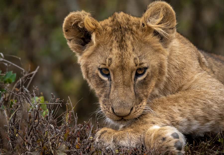 Day Trip: Amboseli National Park & Maasai Village – Nairobi - Leaving Nairobi before sunrise