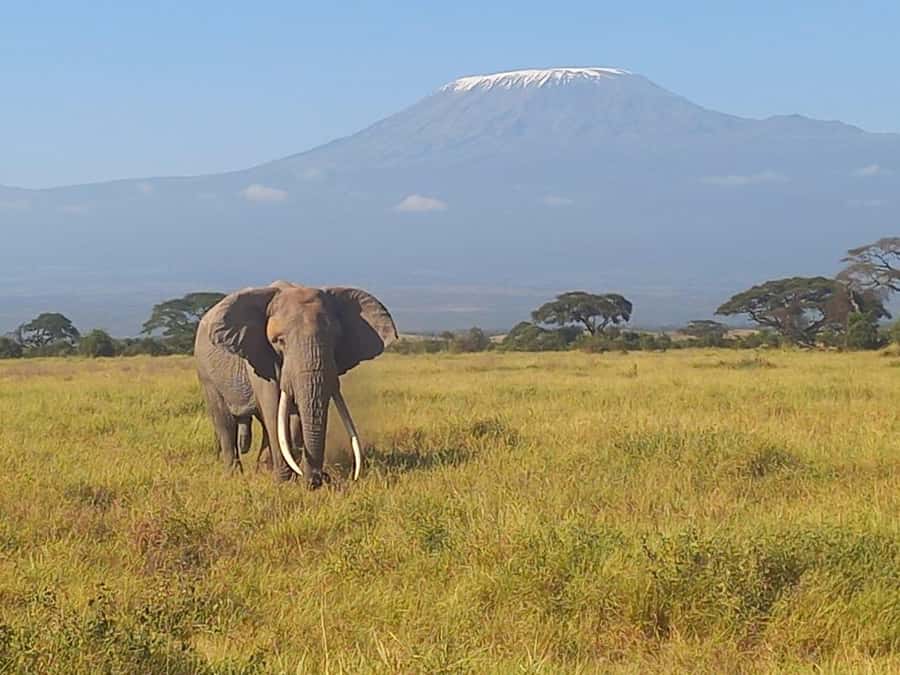 DAY TRIP AMBOSELI PARK FROM NAIROBI AND MASAI VILLAGE. - Key Points At A Glance