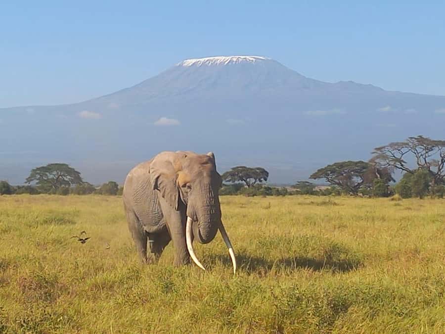 DAY TRIP AMBOSELI PARK FROM NAIROBI AND MASAI VILLAGE. - Entering Amboseli National Park