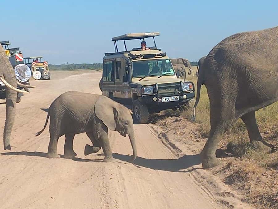 DAY TRIP AMBOSELI PARK FROM NAIROBI AND MASAI VILLAGE. - Mount Kilimanjaro Views And Photo Stops