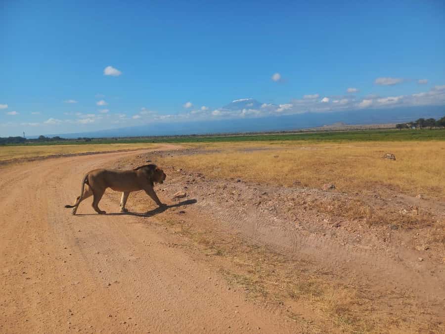 DAY TRIP AMBOSELI PARK FROM NAIROBI AND MASAI VILLAGE. - Lunch And The Middle Of The Day